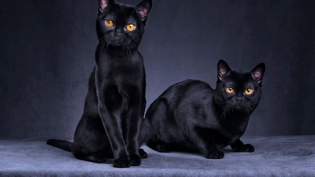 black cats, strange traditions of Egyptians, arabicwithhamid, linguamid